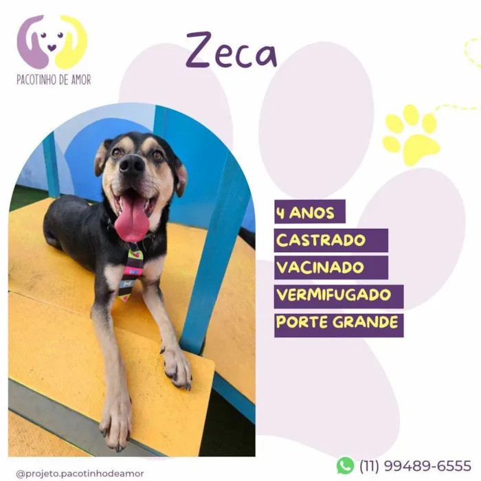 Cachorro ra a SRD-ViraLata idade 4 anos nome Zeca