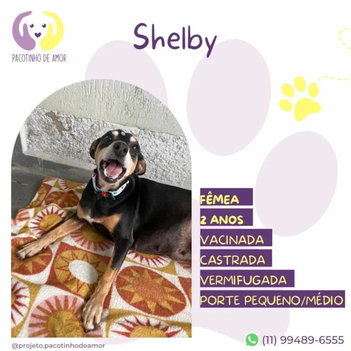 Cachorro ra a SRD-ViraLata idade 2 anos nome Shelby