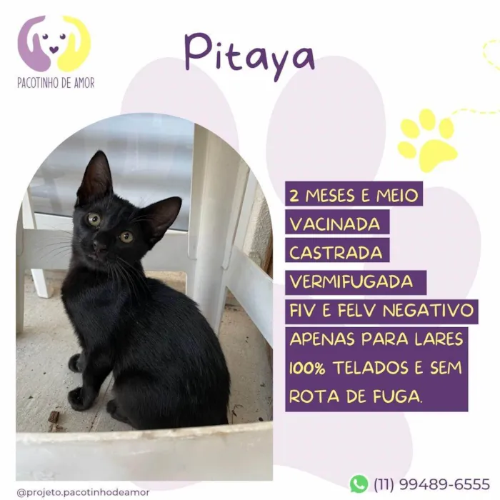 Gato ra a SRD-ViraLata idade 2 a 6 meses nome Pitaya