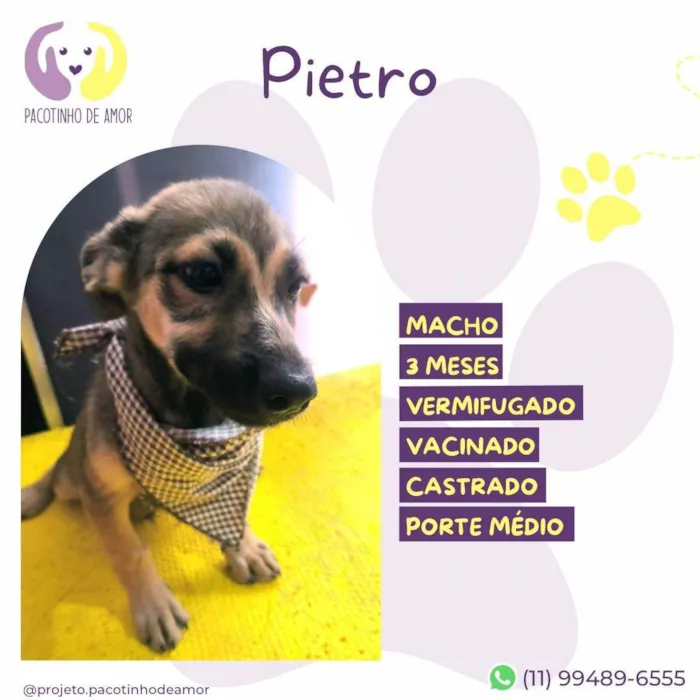 Cachorro ra a SRD-ViraLata idade 2 a 6 meses nome Pietro