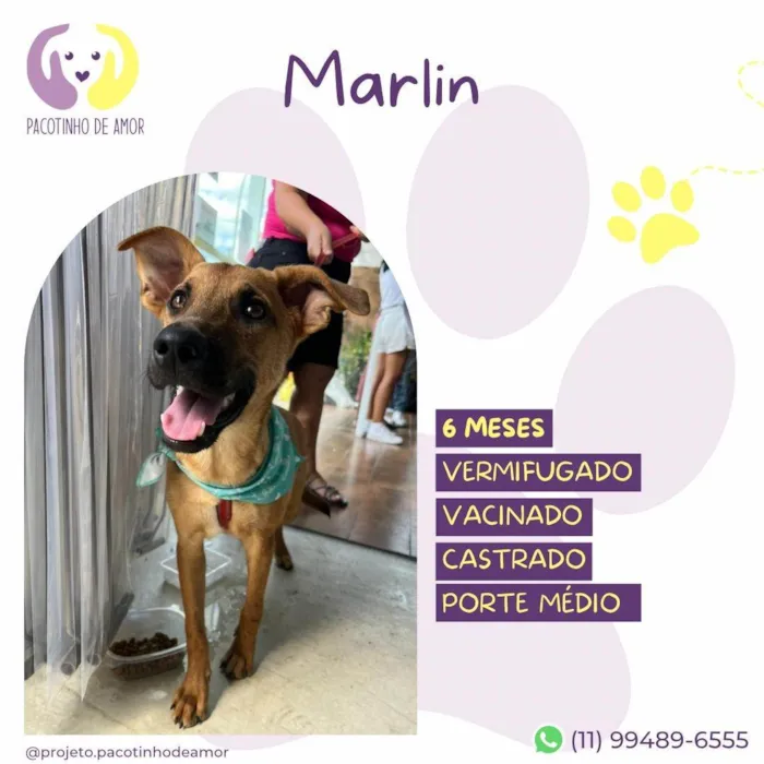 Cachorro ra a SRD-ViraLata idade 7 a 11 meses nome Marlin