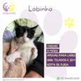 Lobinho