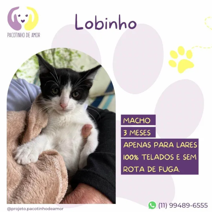 Gato ra a SRD-ViraLata idade 2 a 6 meses nome Lobinho