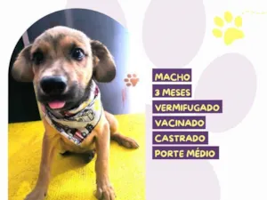 Cachorro raça SRD-ViraLata idade 2 a 6 meses nome Abu