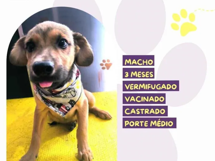 Cachorro ra a SRD-ViraLata idade 2 a 6 meses nome Abu