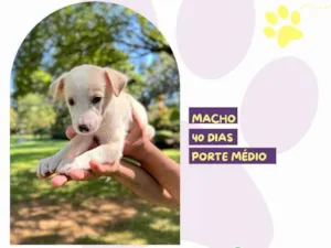 Cachorro raça SRD-ViraLata idade Abaixo de 2 meses nome Alex