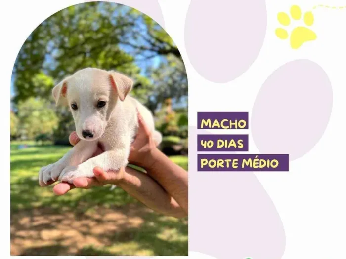 Cachorro ra a SRD-ViraLata idade Abaixo de 2 meses nome Alex