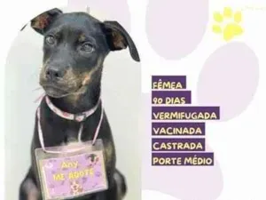 Cachorro raça SRD-ViraLata idade 2 a 6 meses nome Any