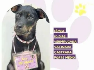 Cachorro raça SRD-ViraLata idade 2 a 6 meses nome Any