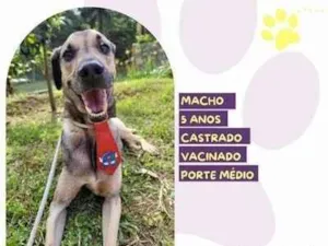 Cachorro raça SRD-ViraLata idade 5 anos nome Billy