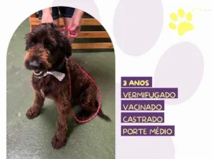 Cachorro raça SRD-ViraLata idade 3 anos nome Black