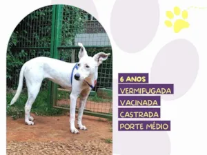 Cachorro raça SRD-ViraLata idade 6 ou mais anos nome Branquinha