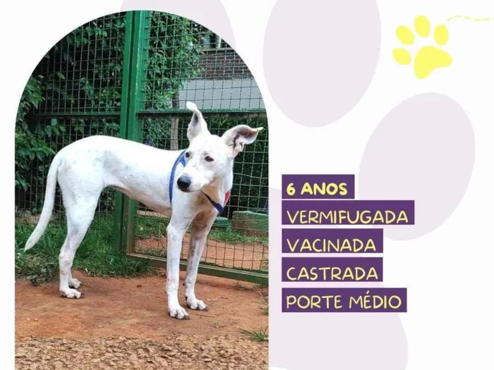 Cachorro ra a SRD-ViraLata idade 6 ou mais anos nome Branquinha