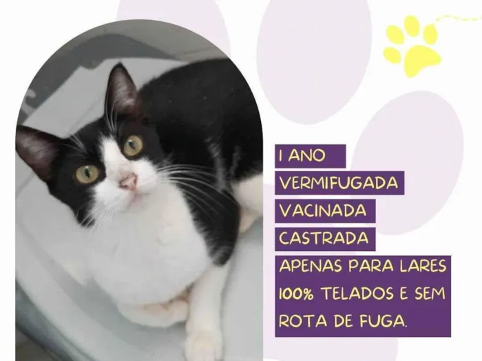 Gato ra a SRD-ViraLata idade 1 ano nome Cora