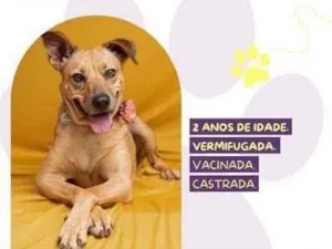 Cachorro raça SRD-ViraLata idade 2 anos nome Caramela