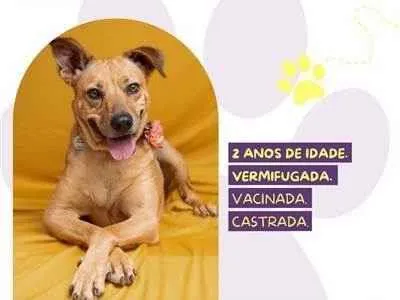 Cachorro ra a SRD-ViraLata idade 2 anos nome Caramela