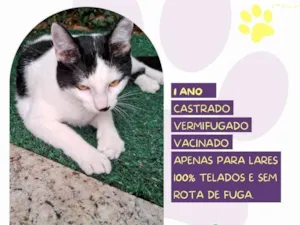 Gato raça SRD-ViraLata idade 1 ano nome Duu