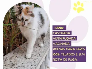 Gato raça SRD-ViraLata idade 1 ano nome Duda