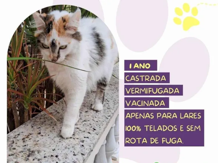 Gato ra a SRD-ViraLata idade 1 ano nome Duda