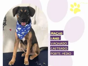 Cachorro raça SRD-ViraLata idade 1 ano nome Duque