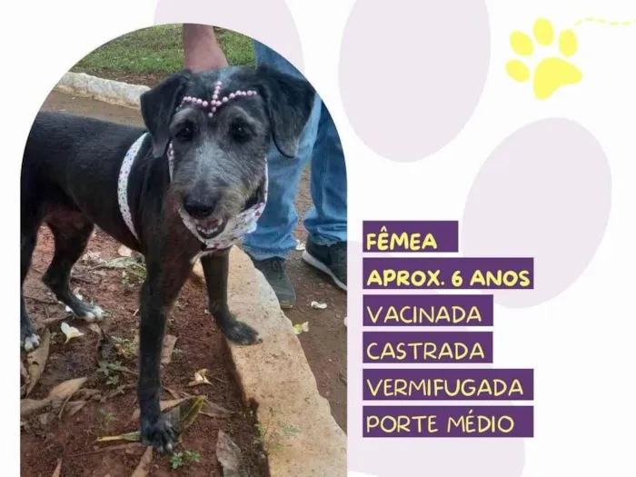 Cachorro ra a SRD-ViraLata idade 6 ou mais anos nome Emilia