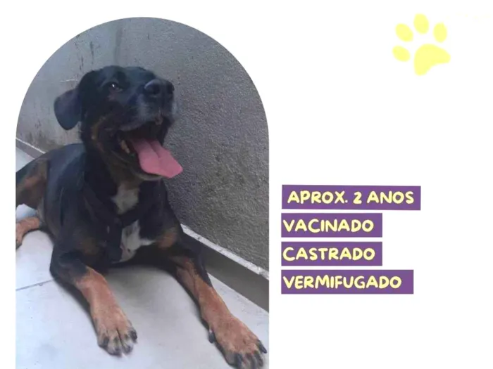 Cachorro ra a SRD-ViraLata idade 2 anos nome Gigante Emilio