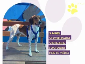 Cachorro raça SRD-ViraLata idade 3 anos nome Jade