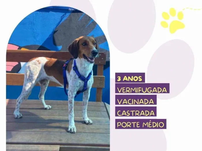 Cachorro ra a SRD-ViraLata idade 3 anos nome Jade