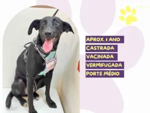 Cachorro raça SRD-ViraLata idade 1 ano nome Kika