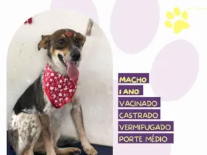 Cachorro raça SRD-ViraLata idade 1 ano nome Kim