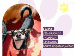 Cachorro raça SRD-ViraLata idade 2 anos nome Luna