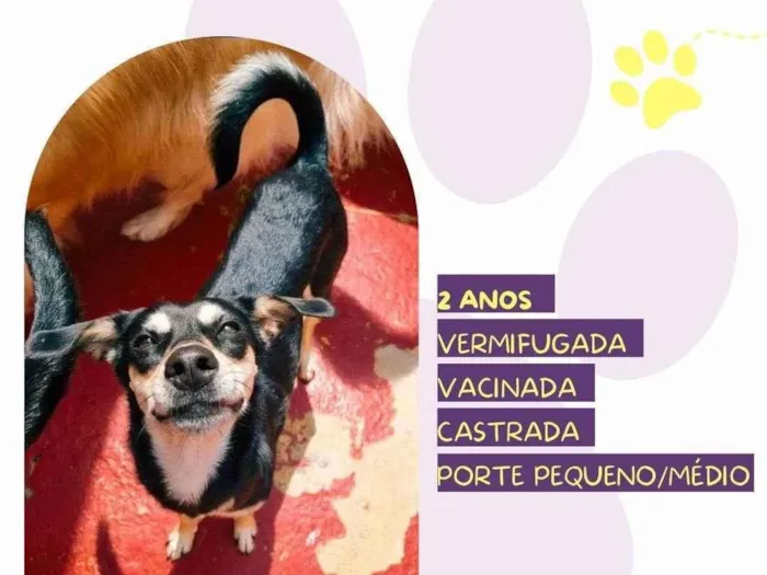 Cachorro ra a SRD-ViraLata idade 2 anos nome Luna