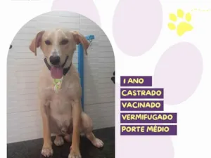 Cachorro raça SRD-ViraLata idade 1 ano nome Lyon