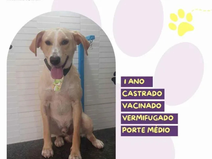 Cachorro ra a SRD-ViraLata idade 1 ano nome Lyon