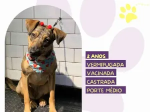 Cachorro raça SRD-ViraLata idade 2 anos nome Maraisa