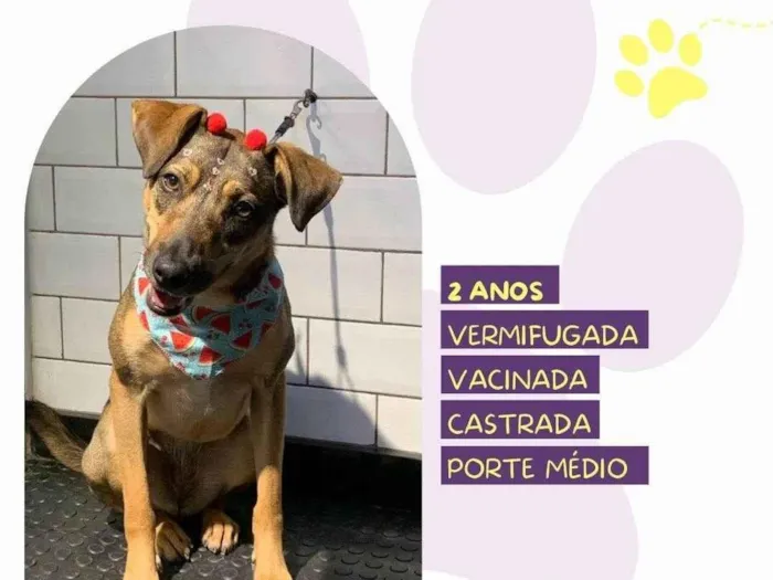 Cachorro ra a SRD-ViraLata idade 2 anos nome Maraisa