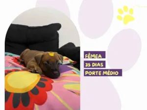 Cachorro raça SRD-ViraLata idade Abaixo de 2 meses nome Marjorie