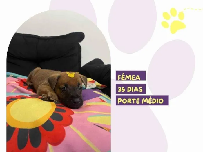 Cachorro ra a SRD-ViraLata idade Abaixo de 2 meses nome Marjorie