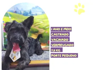 Cachorro raça SRD-ViraLata idade 1 ano nome Max