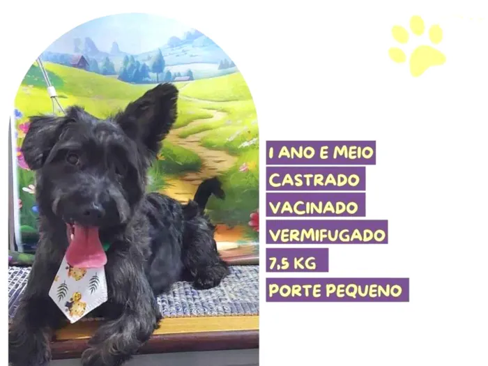 Cachorro ra a SRD-ViraLata idade 1 ano nome Max