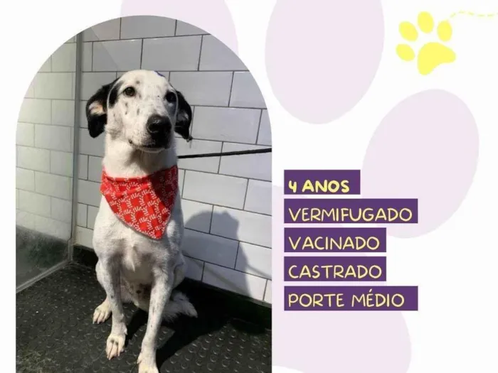 Cachorro ra a SRD-ViraLata idade 4 anos nome Milk