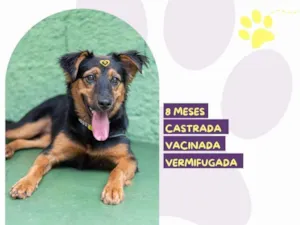 Cachorro raça SRD-ViraLata idade 7 a 11 meses nome Moana