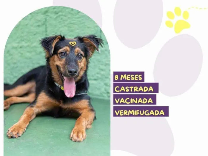 Cachorro ra a SRD-ViraLata idade 7 a 11 meses nome Moana