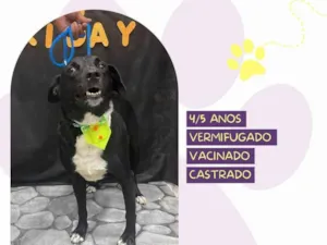 Cachorro raça SRD-ViraLata idade 5 anos nome Negao