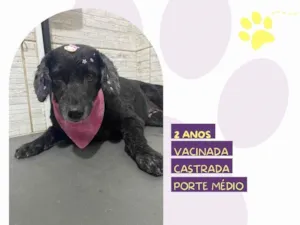 Cachorro raça SRD-ViraLata idade 2 anos nome Neguinha