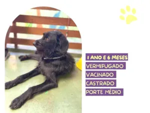 Cachorro raça SRD-ViraLata idade 1 ano nome Nick