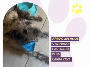 Cachorro raça SRD-ViraLata idade 4 anos nome Pacoca