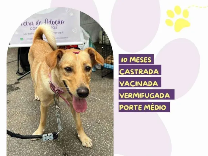 Cachorro ra a SRD-ViraLata idade 7 a 11 meses nome Pandora
