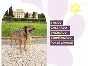 Cachorro raça SRD-ViraLata idade 4 anos nome Pluto