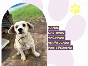 Cachorro raça SRD-ViraLata idade 5 anos nome Popeye